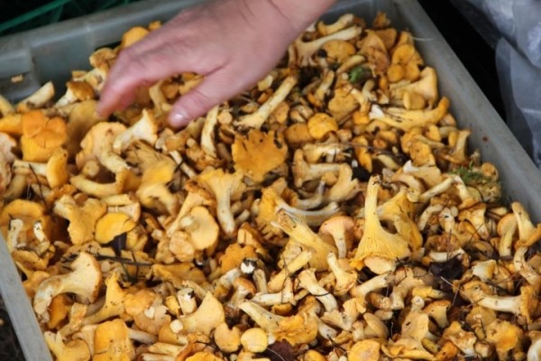 Белорусы получили от Белкоопсоюза 215 млн за овощи, ягоды, грибы: что почем принимают