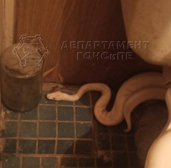 Женщина обнаружила змею у себя в туалете