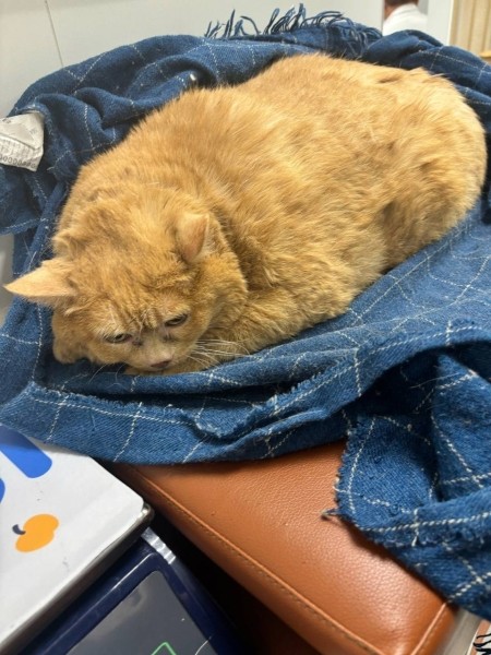 Бездомного кота откормили до 17 кг, он не может ходить